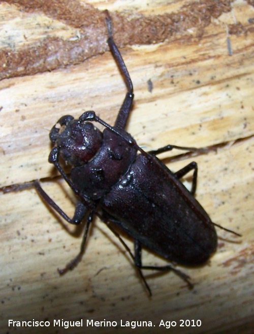 Ergastes carpintero - Ergastes carpintero. Prado Maguillo - Santiago Pontones