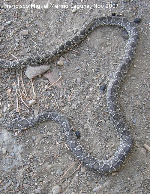 Culebra de herradura - Culebra de herradura. Baos de la Encina