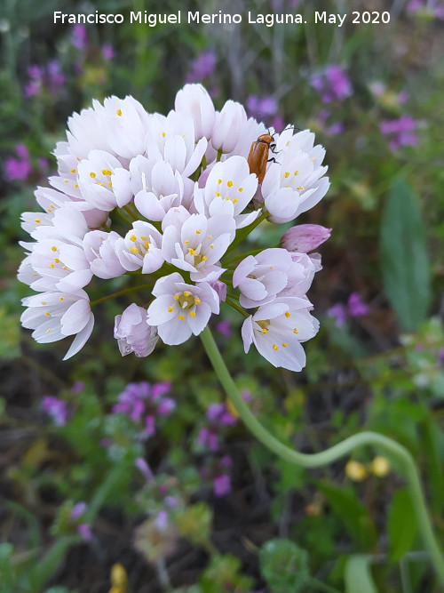 Ajo de culebra - Ajo de culebra. Flores. La Veleta - Los Villares