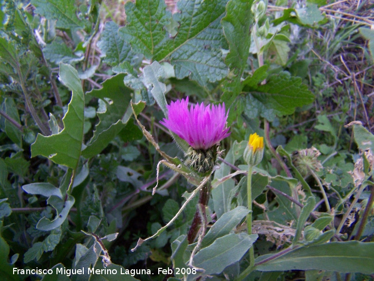 Centaurea monticola - Centaurea monticola. Jan