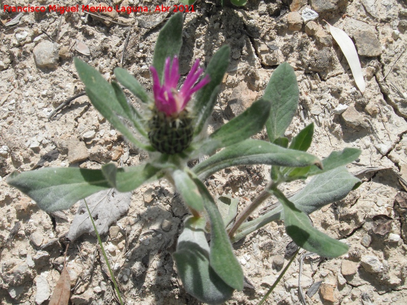 Centaurea monticola - Centaurea monticola. Caada de las Hazadillas - Jan