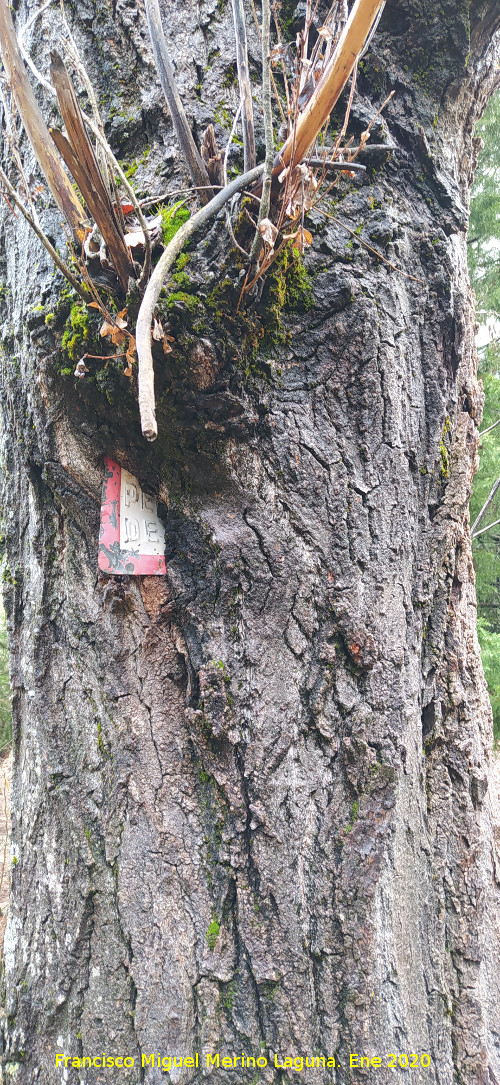 Se�al Devorada - Se�al Devorada. 