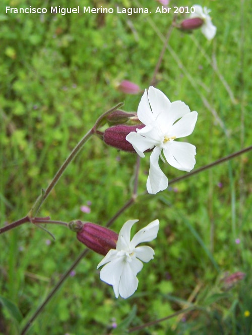 Colleja blanca - Colleja blanca. Cerro Veleta - Jan