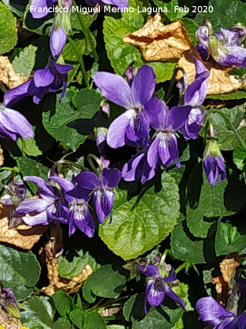 Violeta Silvestre - Violeta Silvestre. R�o B�jar - Quesada