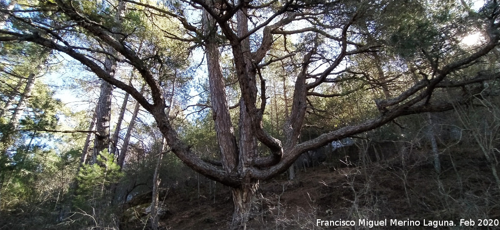 Pino del Pulpo del Poyo de las Palomas - Pino del Pulpo del Poyo de las Palomas. 