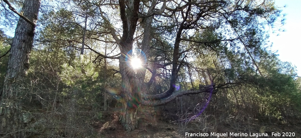 Pino del Pulpo del Poyo de las Palomas - Pino del Pulpo del Poyo de las Palomas. 