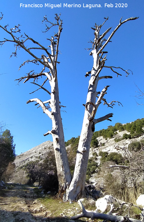 Las Hermanas del Poyo de las Palomas - Las Hermanas del Poyo de las Palomas. 
