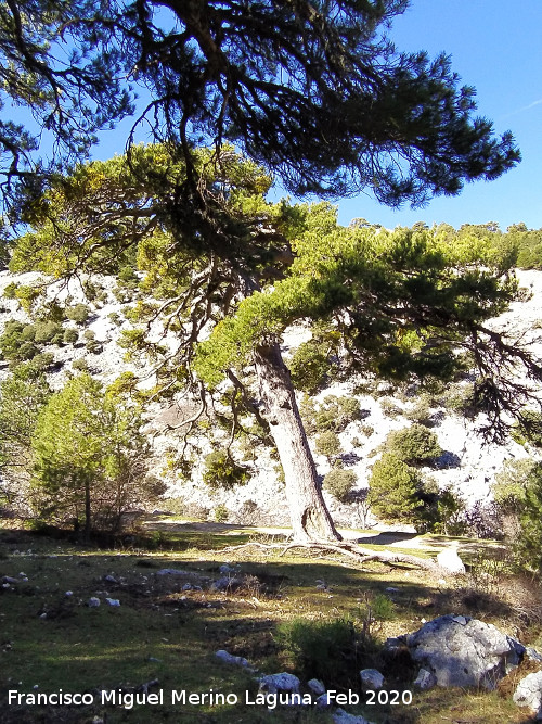 Pino del Resiego - Pino del Resiego. 