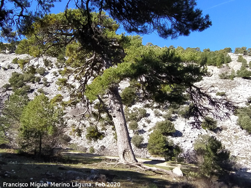 Pino del Resiego - Pino del Resiego. 