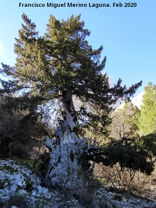 Tejo Botella - Tejo Botella. 