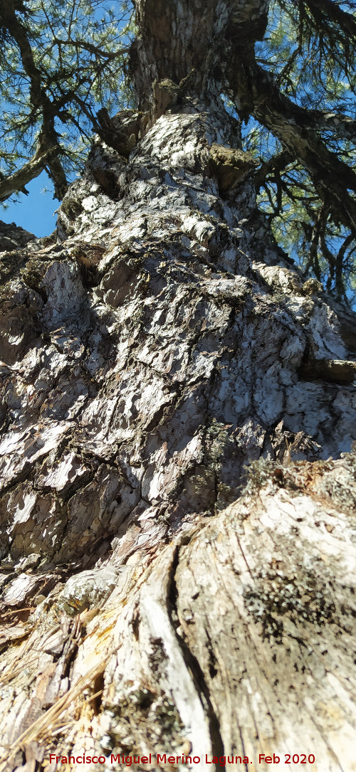 Pino del Tajo - Pino del Tajo. Ramas