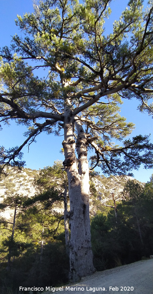 Pino Pepe - Pino Pepe. 