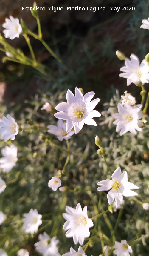 Nieve de Monta�a - Nieve de Monta�a. La Veleta - Los Villares