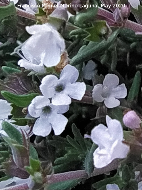 Tomillo blanco - Tomillo blanco. Flores. La Veleta - Los Villares
