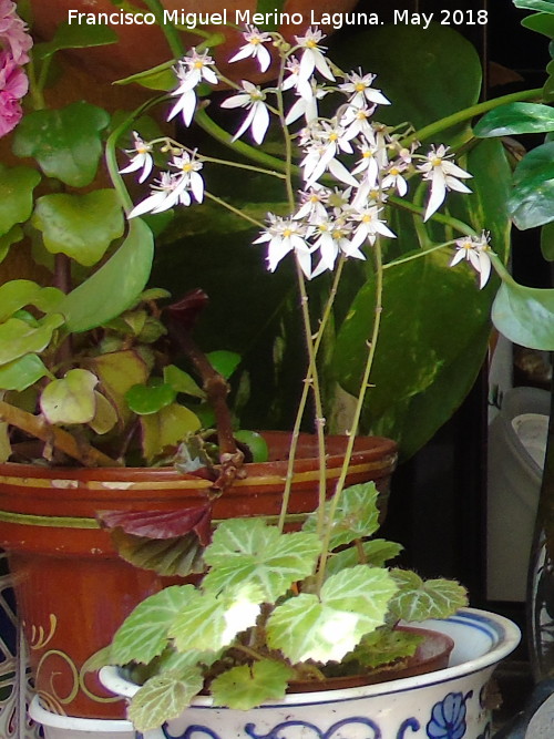 Flor de ara�a - Flor de ara�a. Patio de C�rdoba