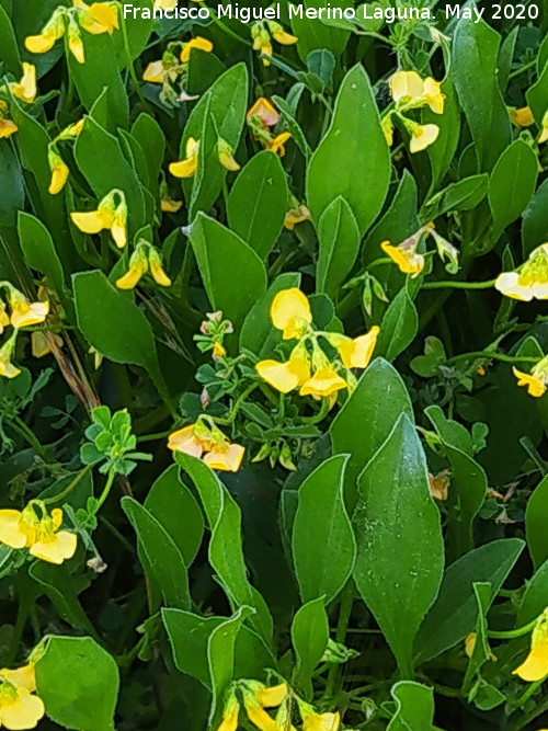 Hierba del escorpi�n - Hierba del escorpi�n. Hojas. La Veleta - Los Villares