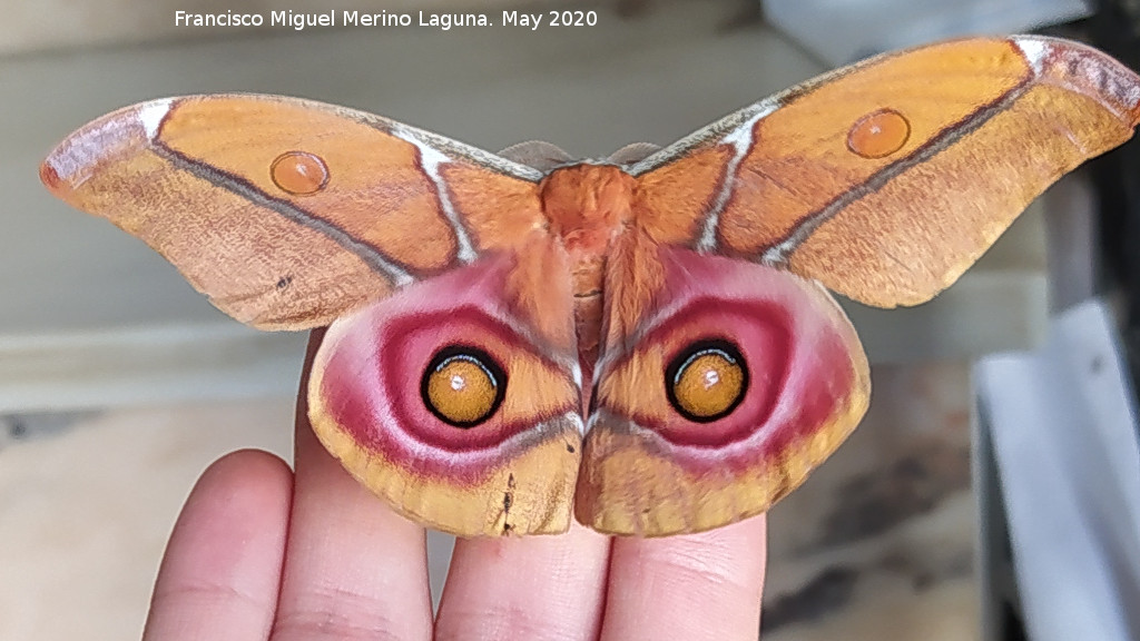 Polilla de seda de Suraka - Polilla de seda de Suraka. Navas de San Juan