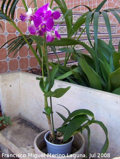Orqu�dea Dendrobium - Orqu�dea Dendrobium. Navas de San Juan