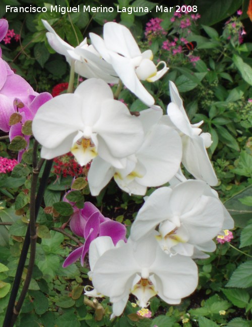 Orqu�dea mariposa blanca - Orqu�dea mariposa blanca. Granada