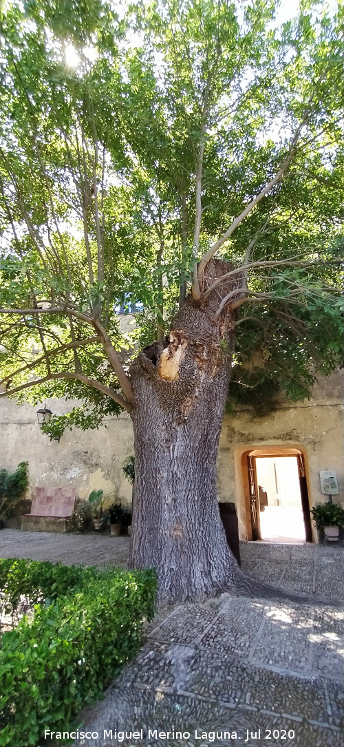 Castillo Palacio de los Ribera - Castillo Palacio de los Ribera. Fresno de Bornos en la entrada al Jard�n Bajo