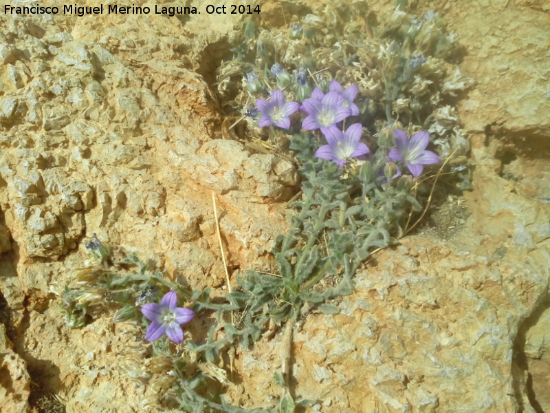 Campanula de roca - Campanula de roca. Piedra Granadina - Noalejo