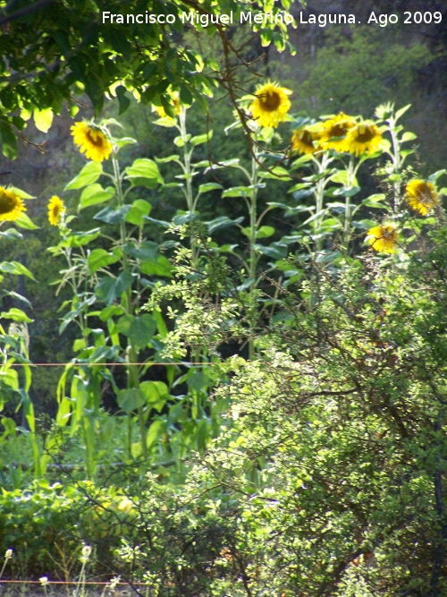 Girasol - Girasol. Prado Maguillo (Santiago Pontones)