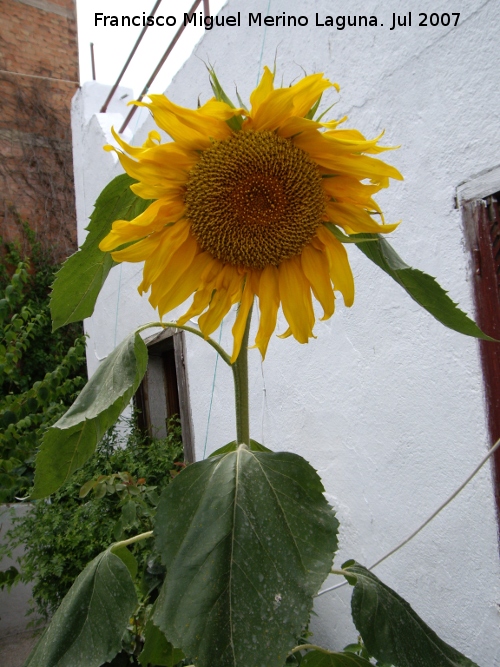 Girasol - Girasol. Navas de San Juan