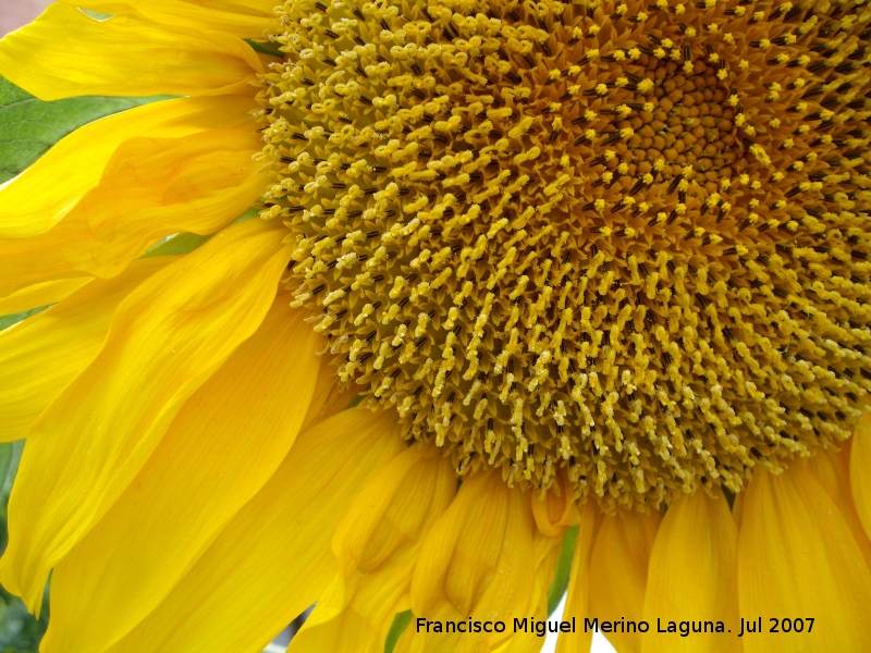 Girasol - Girasol. Navas de San Juan