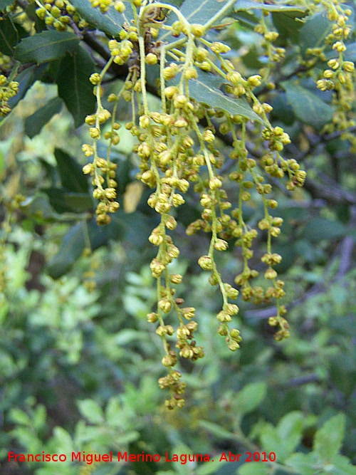 Coscoja - Coscoja. En flor. Cerro Veleta - Jan