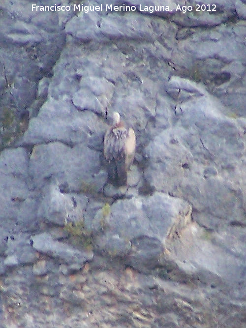 Pjaro Buitre leonado - Pjaro Buitre leonado. Pantano de La Vieja. Santiago Pontones