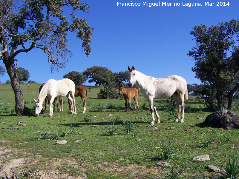 Caballo - Caballo. Sierra Morena - Navas de San Juan