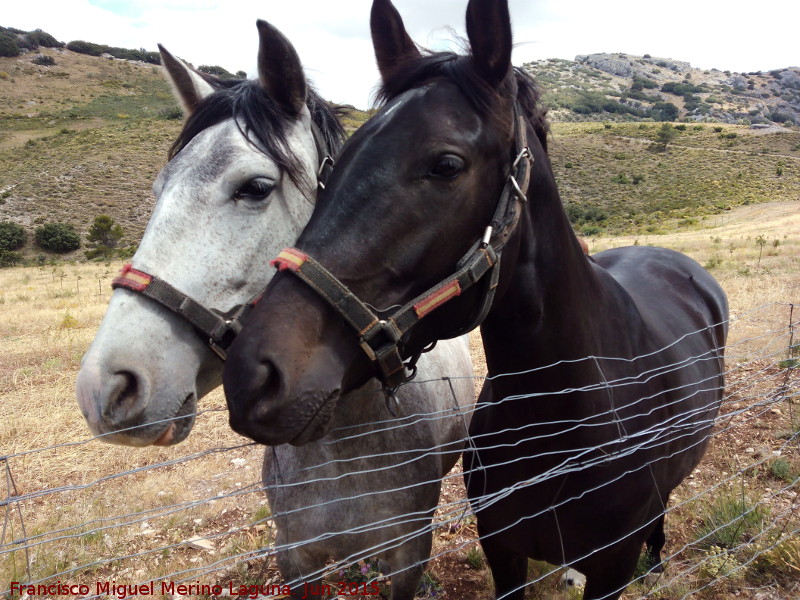 Caballo - Caballo. Pilar de los Potros - Torredelcampo