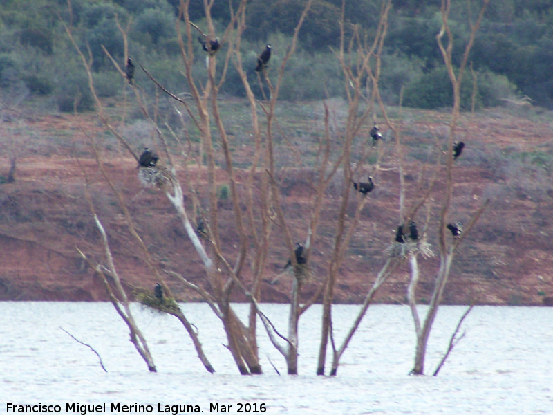 Pjaro Cormorn - Pjaro Cormorn. Pantano de Giribaile - beda