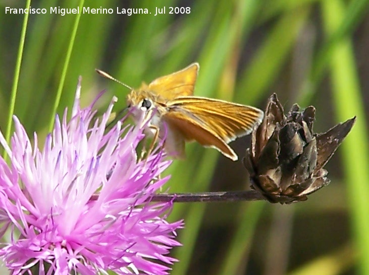 Mariposa dorada de manchas blancas - Mariposa dorada de manchas blancas. Segura