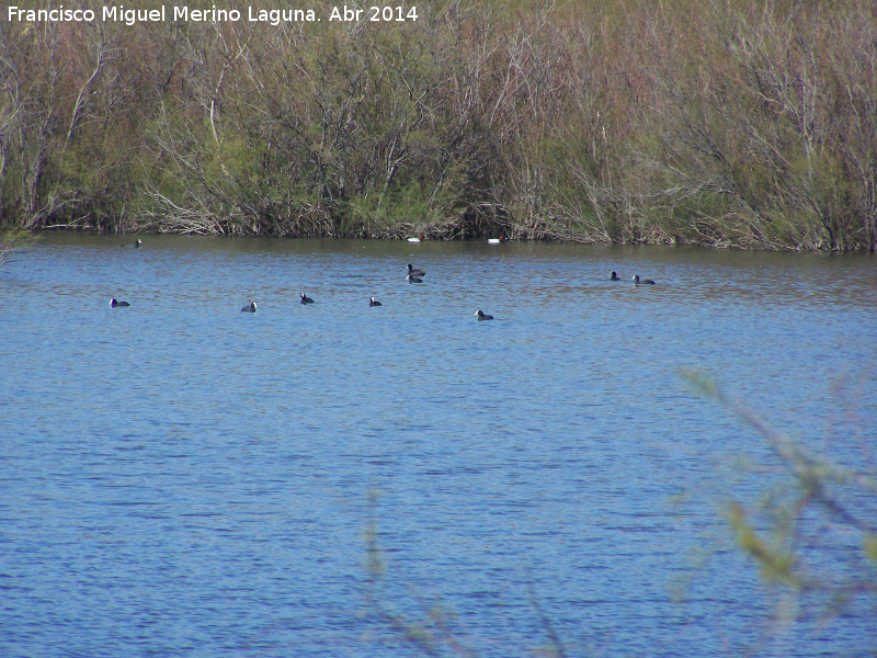 Pjaro Focha - Pjaro Focha. Laguna La Charca - Baeza