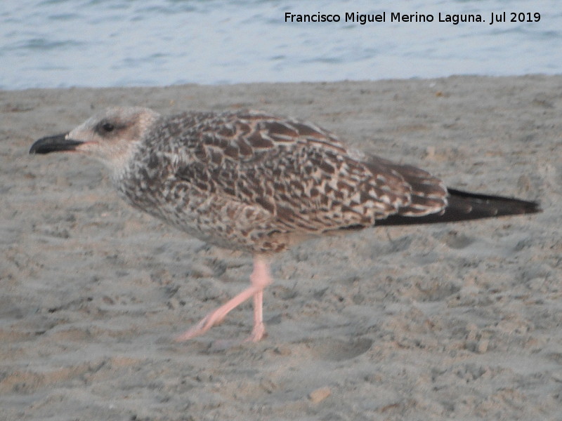 Pjaro Gaviota patiamarilla - Pjaro Gaviota patiamarilla. Cra. Santa Pola