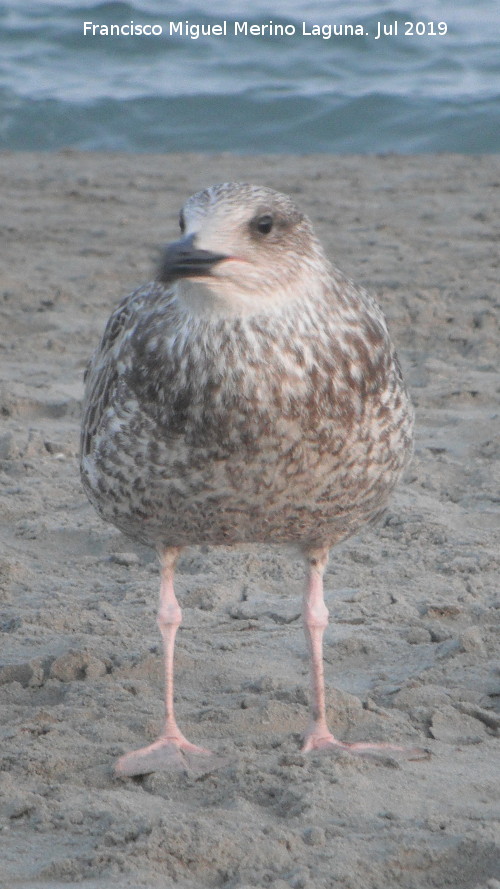 Pjaro Gaviota patiamarilla - Pjaro Gaviota patiamarilla. Cra. Santa Pola