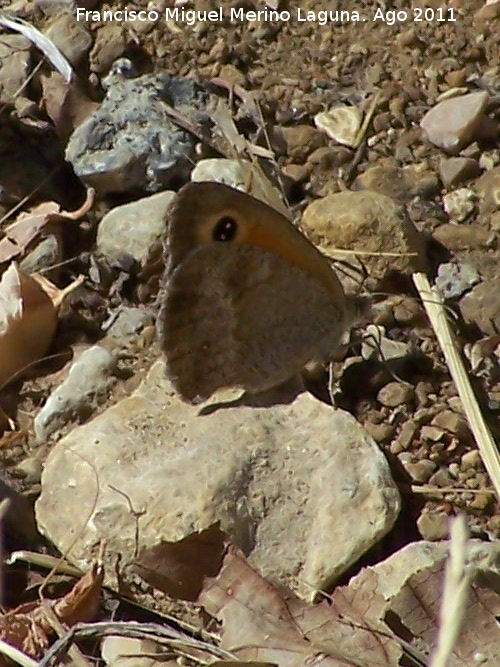 Mariposa lobito agreste - Mariposa lobito agreste. Prado Maguillo - Santiago Pontones