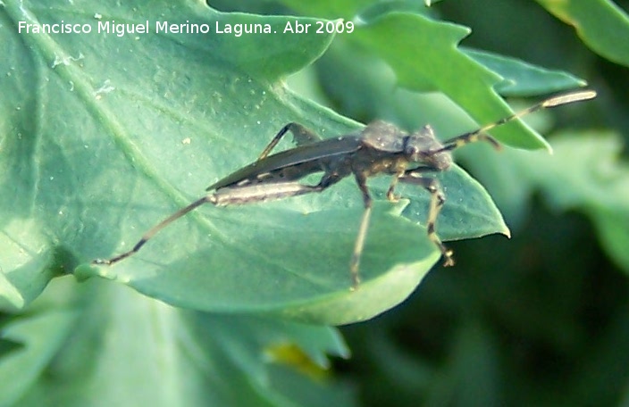 Micrelytra fossularum - Micrelytra fossularum. Arquillos