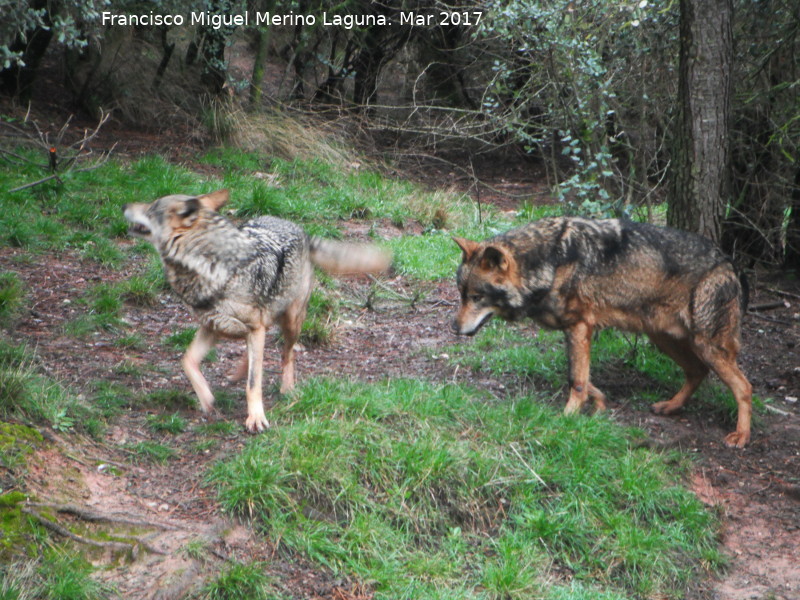 Lobo Ibrico - Lobo Ibrico. Riopar