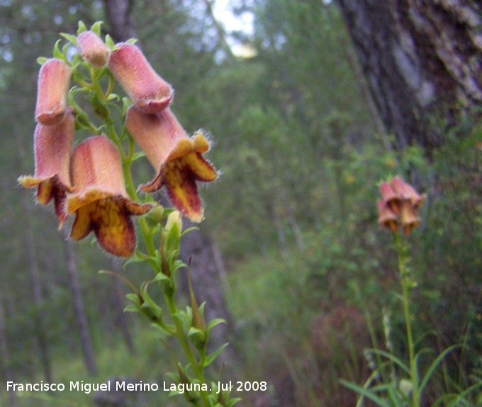 Dedalera obscura - Dedalera obscura. Segura