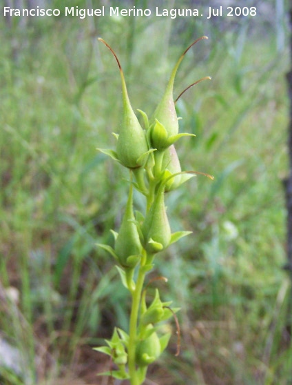 Dedalera obscura - Dedalera obscura. Segura