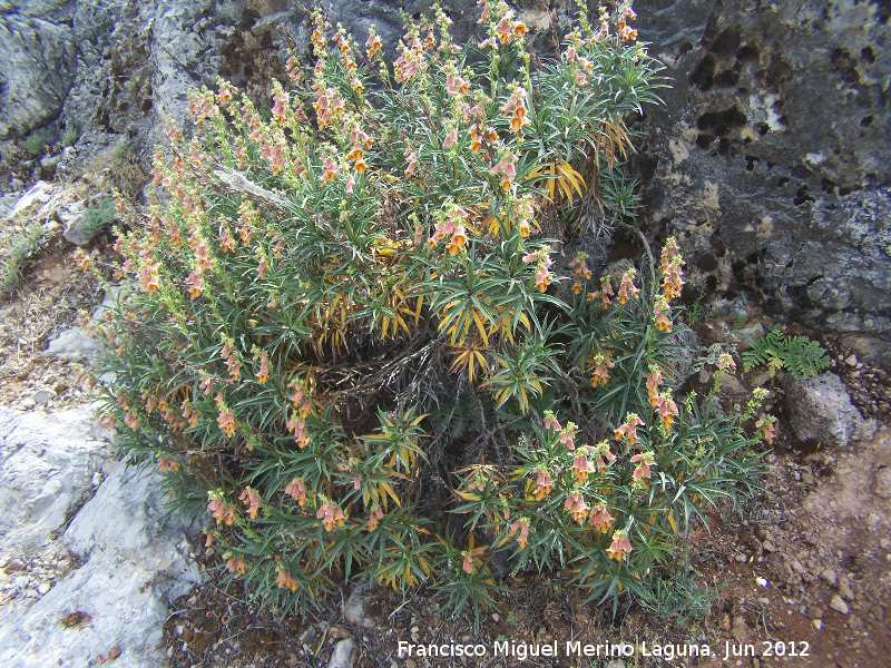 Dedalera obscura - Dedalera obscura. Haza de los Peones - Valdepeas de Jan