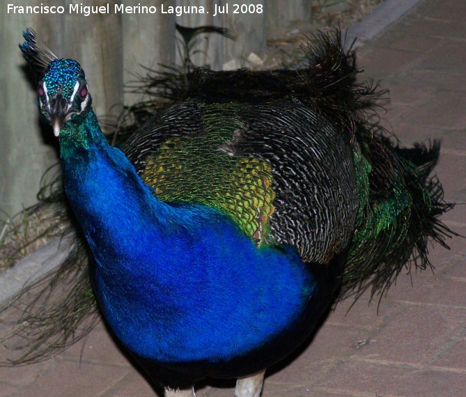 Pjaro Pavo real - Pjaro Pavo real. Benalmdena