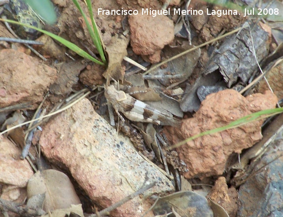 Saltamontes de alas azules - Saltamontes de alas azules. Segura