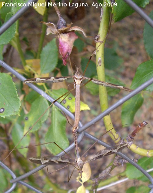 Tipula - Tipula. Aparendose. Huelga Utrera (Santiago Pontones) 