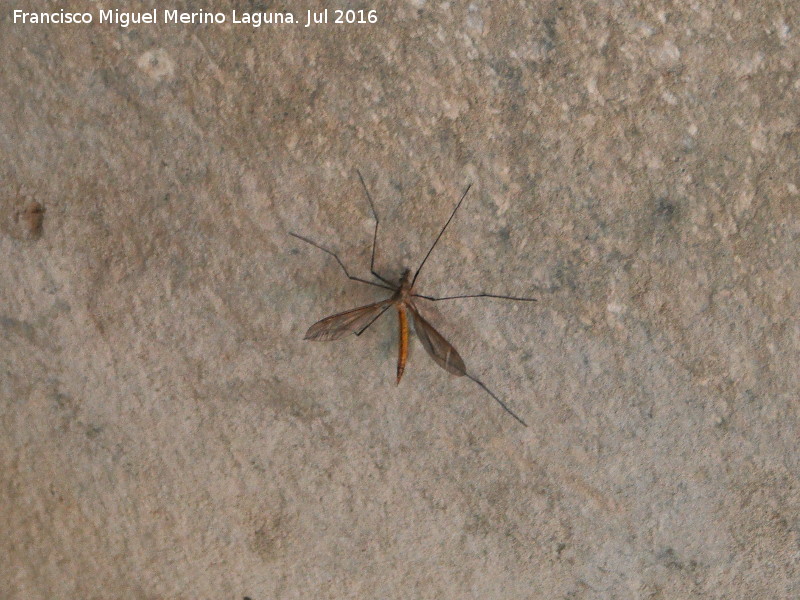 Tipula - Tipula. Nacimiento del Guadalquivir - Quesada