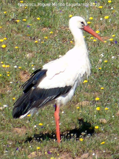 Pjaro Cigea blanca - Pjaro Cigea blanca. Charca del Peasquillo - Valverde del Camino