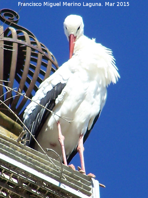 Pjaro Cigea blanca - Pjaro Cigea blanca. Villanueva de la Reina