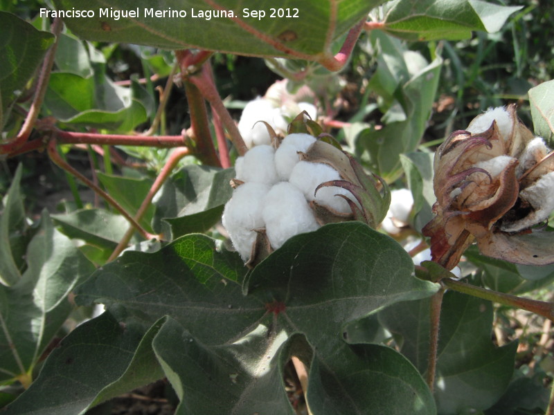 Algodn - Algodn. Flor. Cerro Maquiz - Mengbar